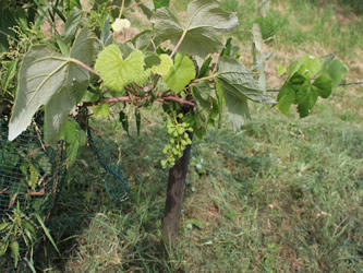 Fruchtansatz der Weintrauben der Grundstoff für den Trauben Edelbrand der Obstmanufaktur Greiner