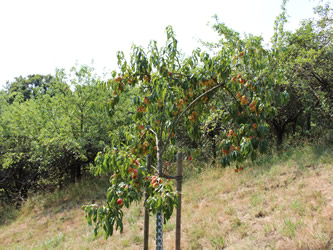 Pfirsichbaum in voller Fruchtpracht