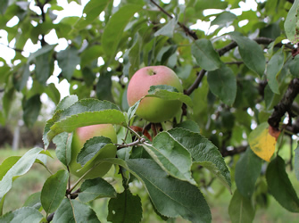Alte Apfelsorten für den Apfel Edelbrand der Obstmanufaktur Greiner