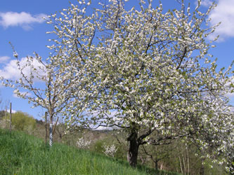 Kirschblüte Obstmanufaktur Greiner