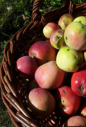 Alte Apfelsorten Ergeben den Grundstoff für die Edelbrände Der Obstmanufaktur Greiner